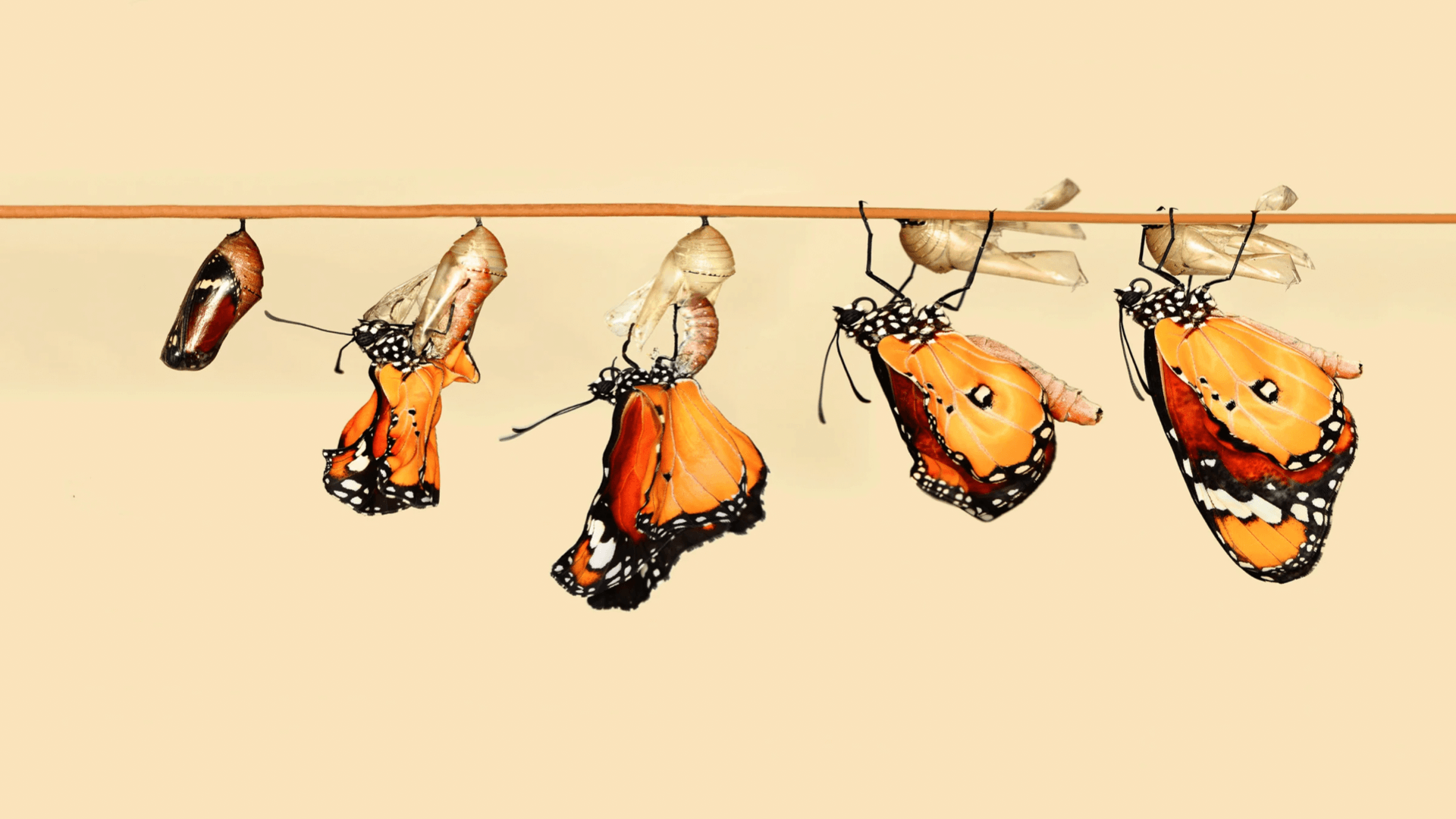 Orange butterfly transforming 